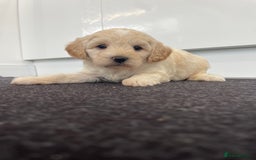 Cavapoochon dogs for sale: Beautiful Cavapoochon puppies for sale  - Image 16