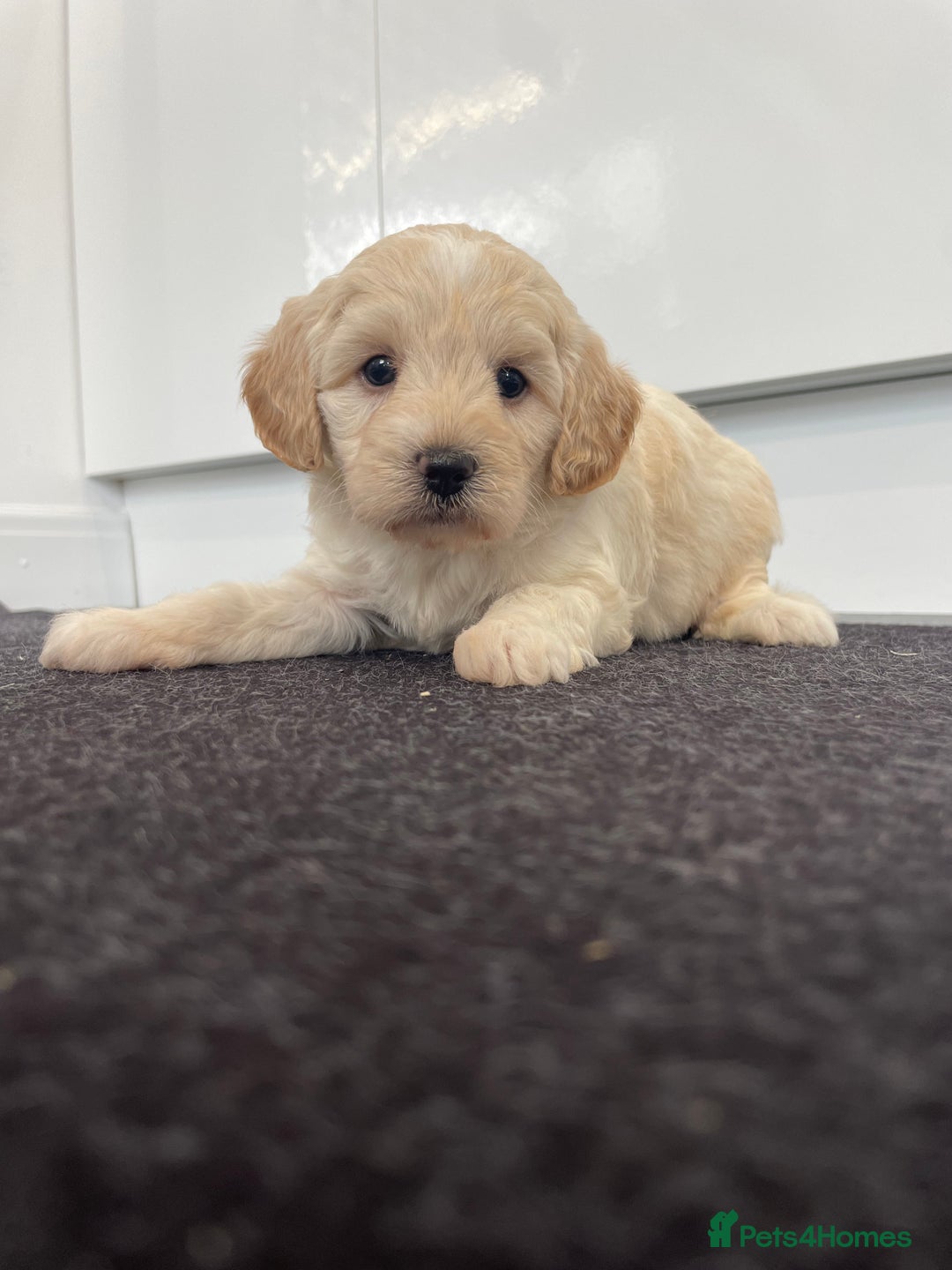 Cavapoochon dogs for sale: Beautiful Cavapoochon puppies for sale  - Image 16