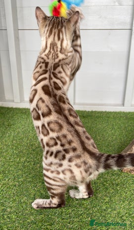 Bengal cats - Advert 4