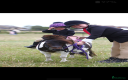 Shetland pony horses for sale: Rocco mini Shetland gelding 8hh - Image 5
