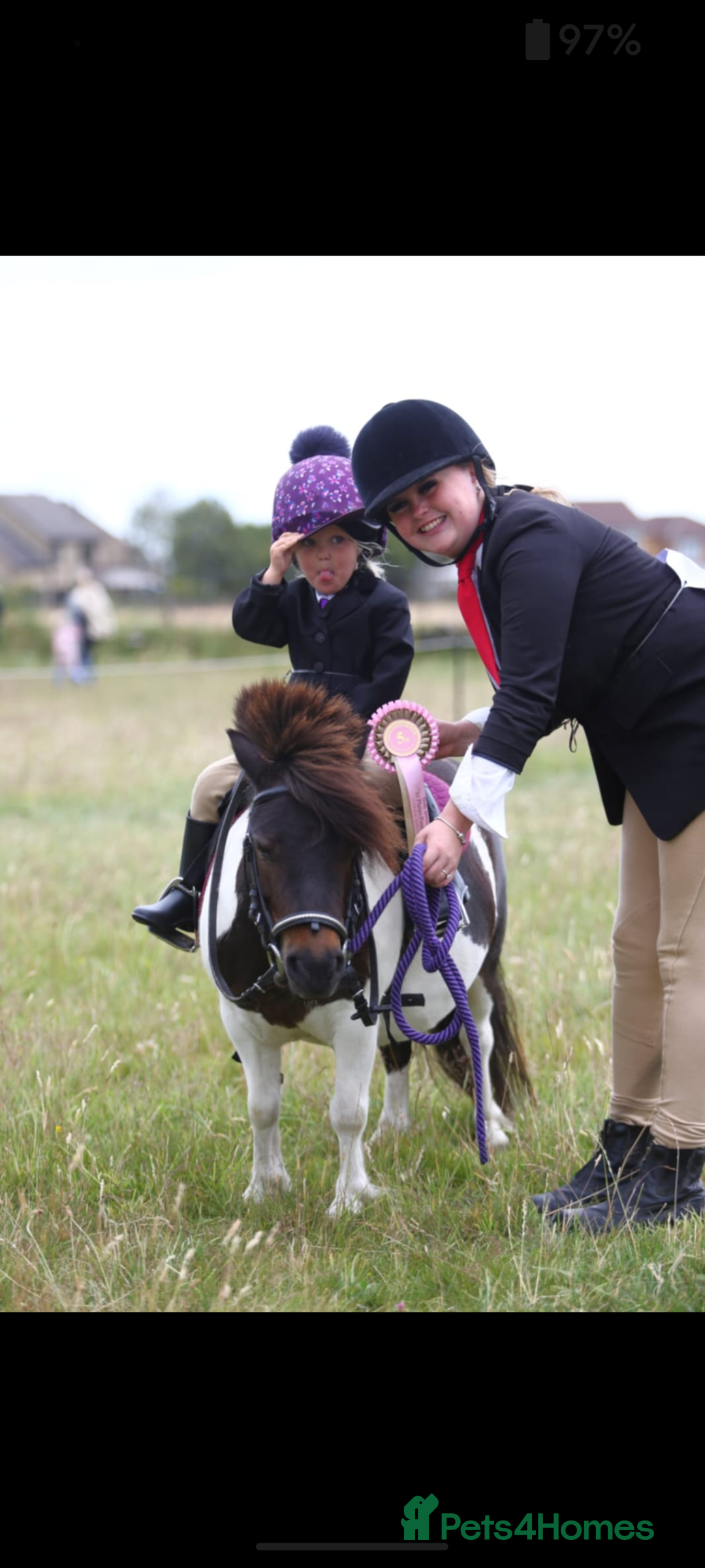 Shetland pony horses for sale: Rocco mini Shetland gelding 8hh - Image 5
