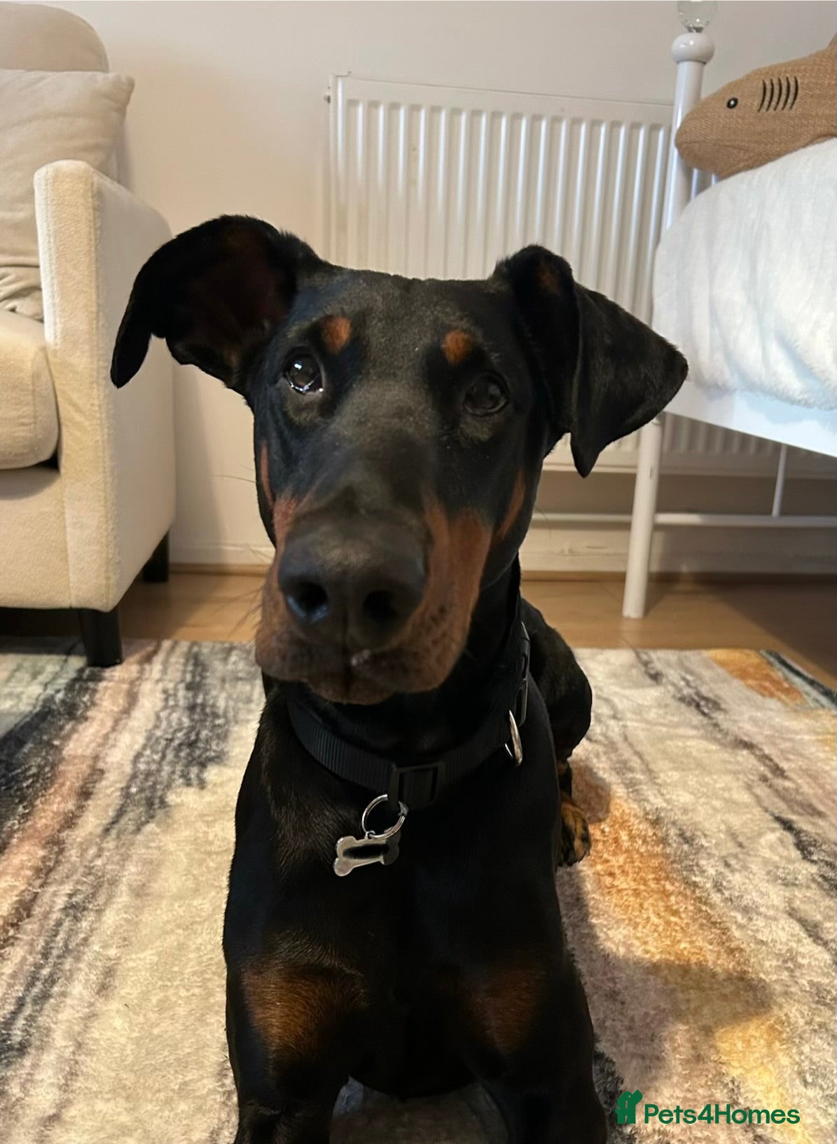 Dobermann dogs lovely doberman dog - Advert 3