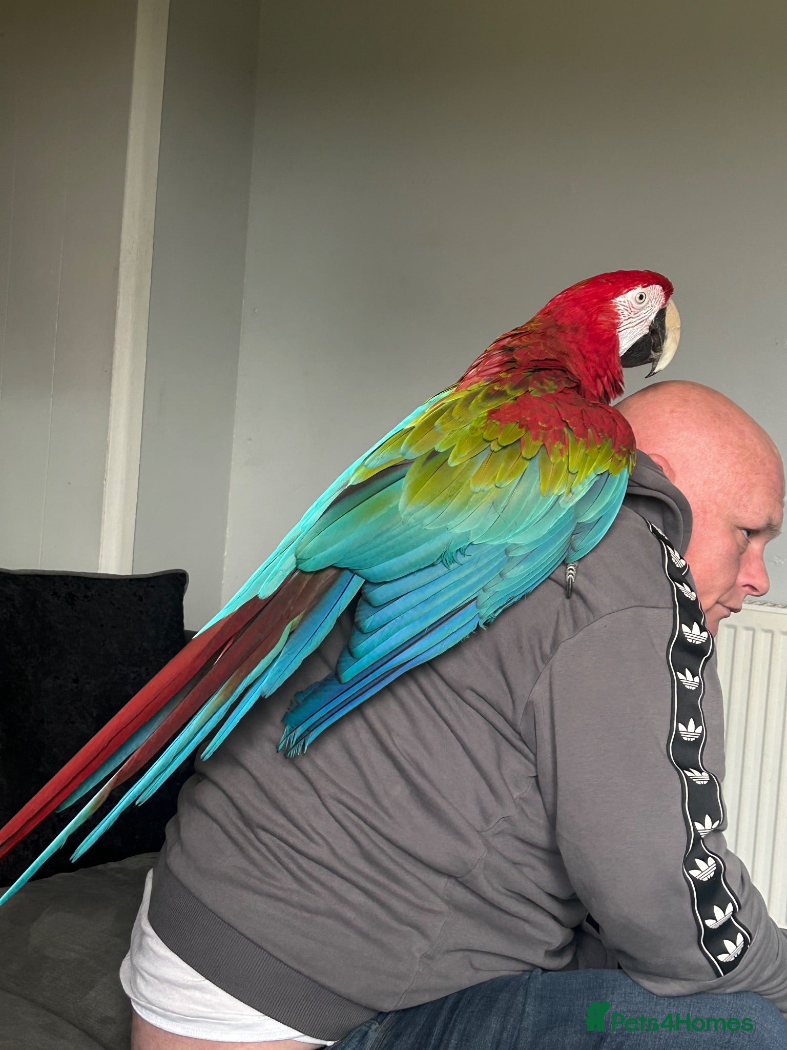 Macaws birds Macaw Greenwing  - Advert 11