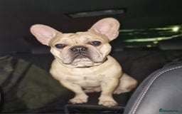French Bulldog dogs for stud: Rocko - Image 4