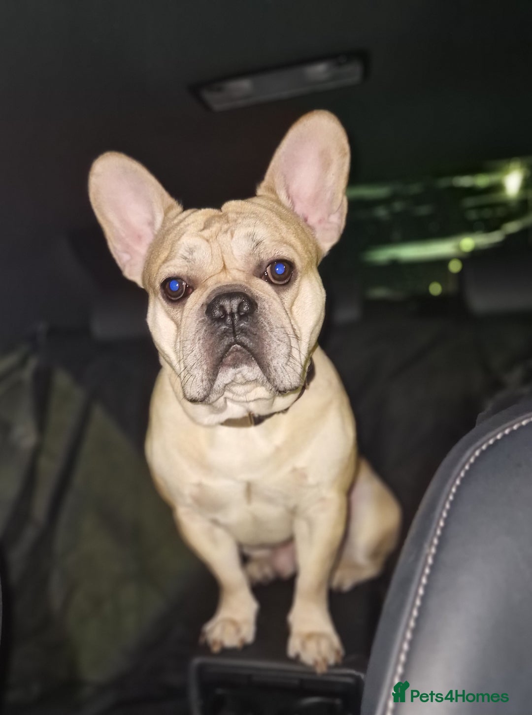 French Bulldog dogs for stud: Rocko - Image 4