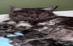 Maine Coon cats for sale: Maine Coon Kittens  - Image 14