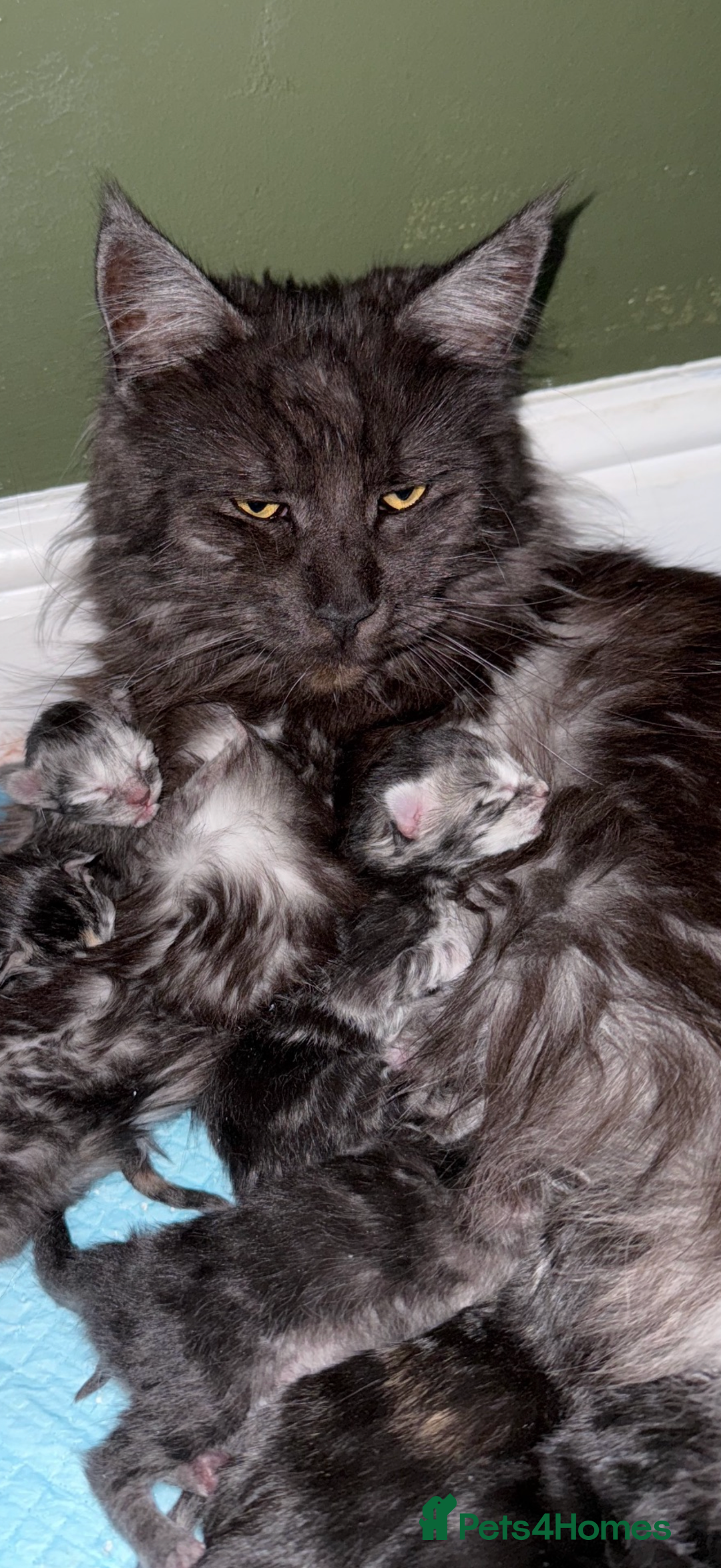 Maine Coon cats for sale: Maine Coon Kittens  - Image 14