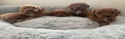 Cavapoo dogs for sale: 🐾 Exquisite F1 Cavapoo puppies available 🐾 in Mansfield - Advert 4