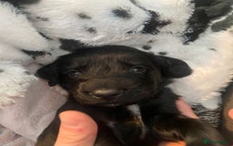 Cocker Spaniel dogs for sale: 🐶cocker spaniel puppies 🐶  - Image 15