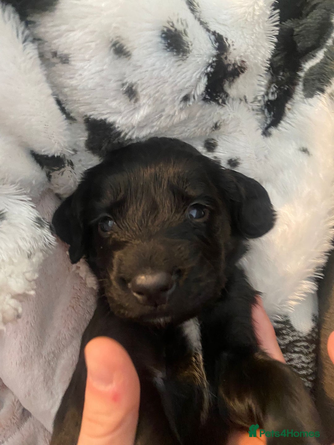 Cocker Spaniel dogs for sale: 🐶cocker spaniel puppies 🐶  - Image 15
