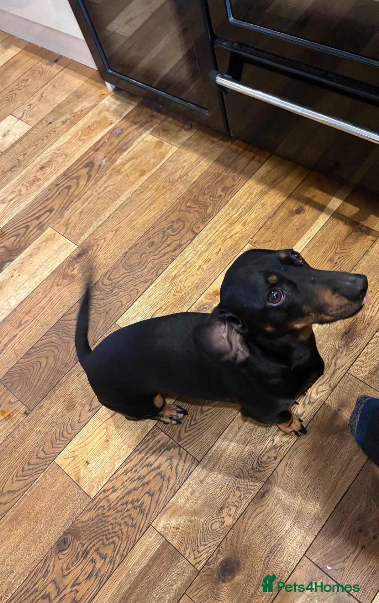 Dachshund dogs for sale: 4 year old Daschund for rehome  - Advert 10