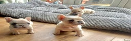 French Bulldog dogs for sale: Only 2 Girls left:French Bull Dog Puppies - Advert 14