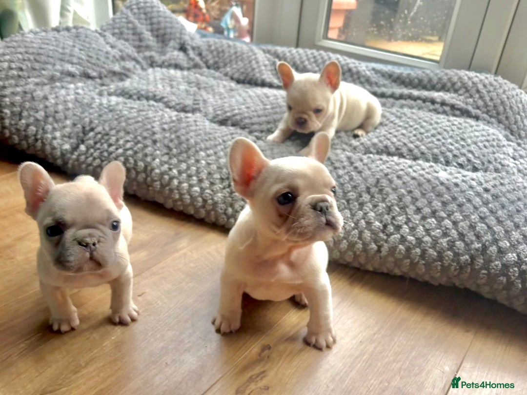 French Bulldog dogs for sale: Only 2 Girls left:French Bull Dog Puppies - Advert 14