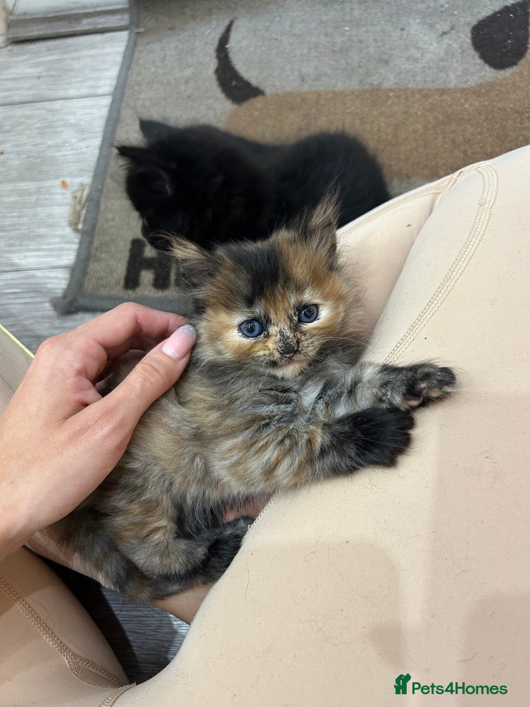 Scottish Fold cats for sale: Adorable Scottish Fold Mix Kittens - Image 12