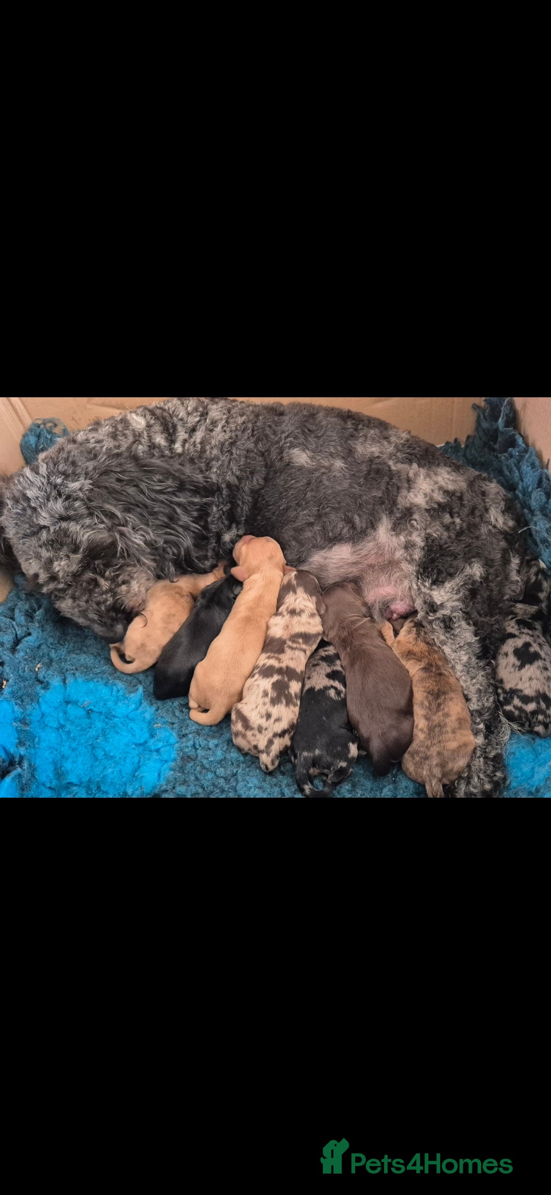 Cockapoo dogs for sale: 8 Beautiful Cockapoo pups,Merle, chocolate, black - Image 12