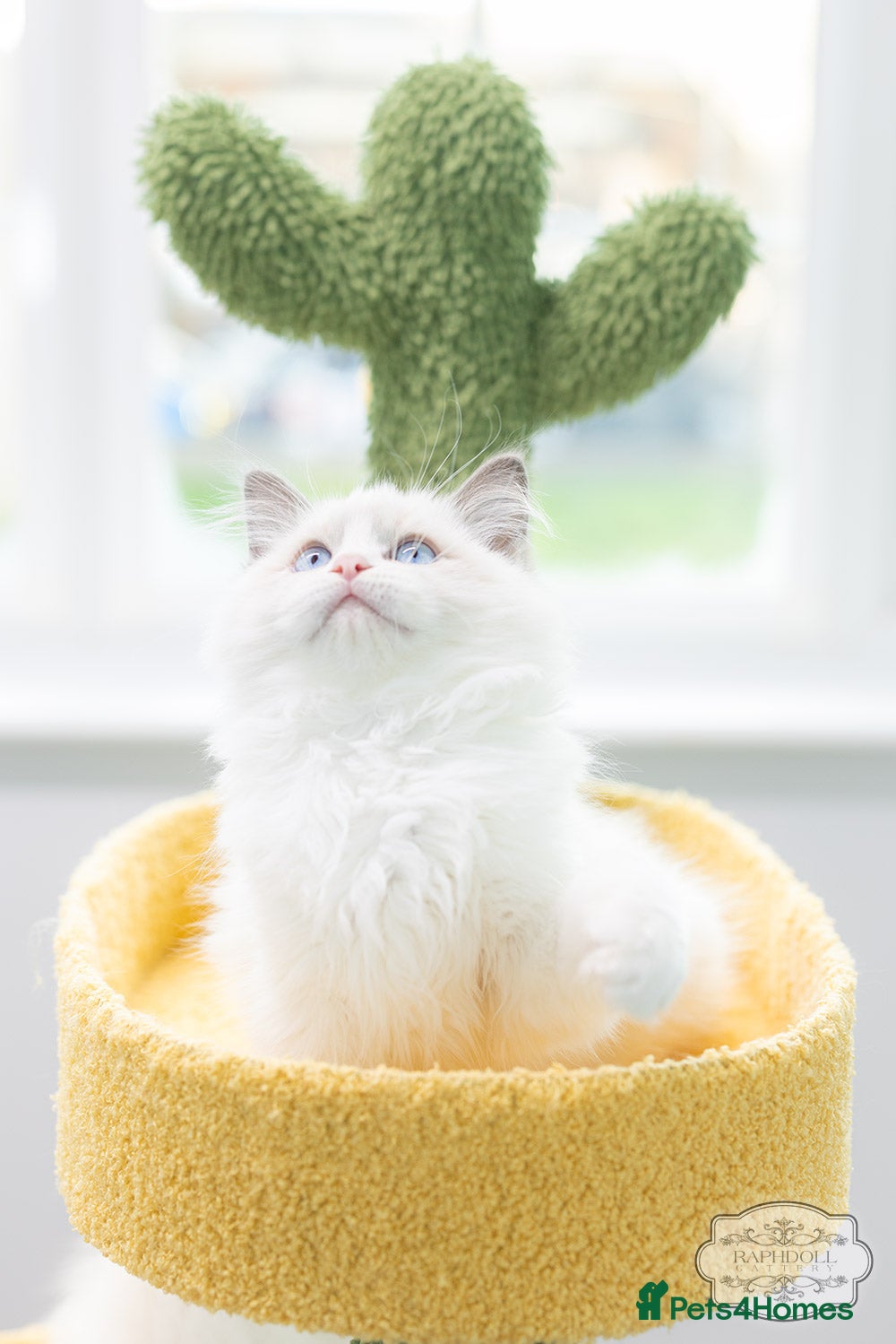 Ragdoll cats Ragdoll Bicolor Kitten Boy LSCC ❤❤❤ - Advert 1