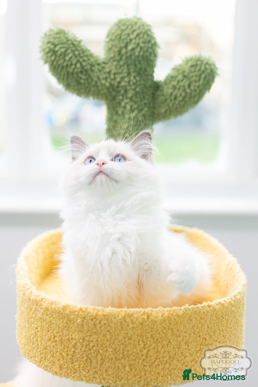 Ragdoll cats for sale: Ragdoll Bicolor Kitten Boy LSCC ❤❤❤ - Advert 1