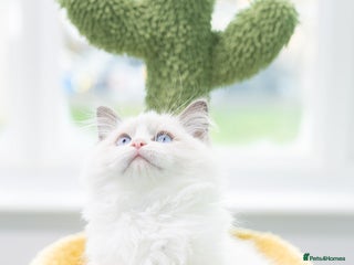 Ragdoll cats Ragdoll Bicolor Kitten Boy LSCC ❤❤❤ - Advert 1