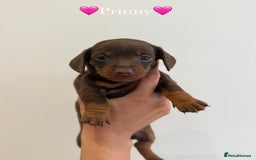 Dachshund dogs for sale: dachshund puppy’s for sale - Image 2