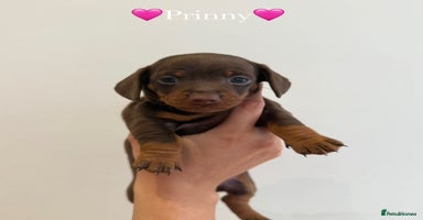 Dachshund dogs - Advert 3