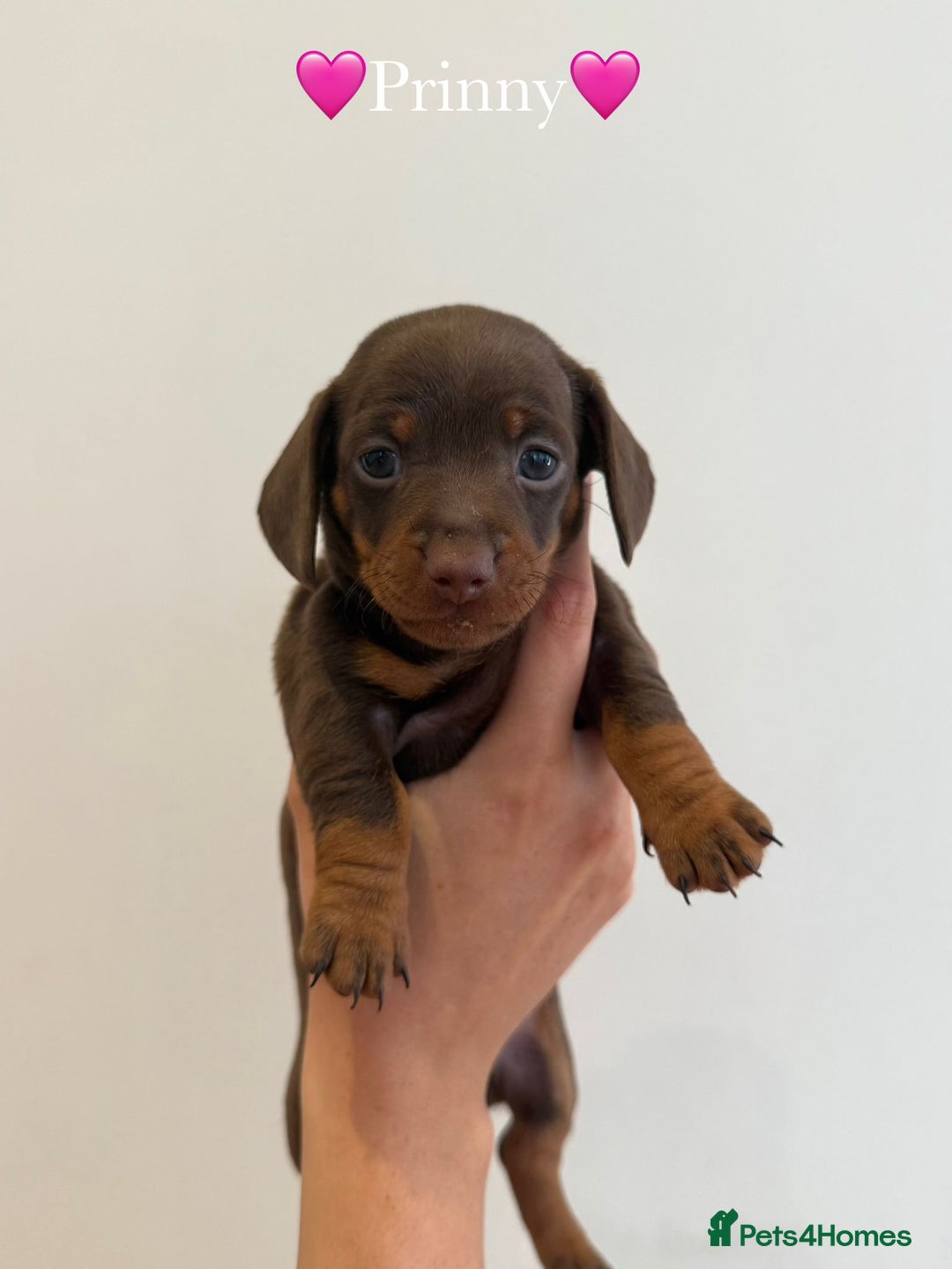 Dachshund dogs for sale: dachshund puppy’s for sale - Image 2