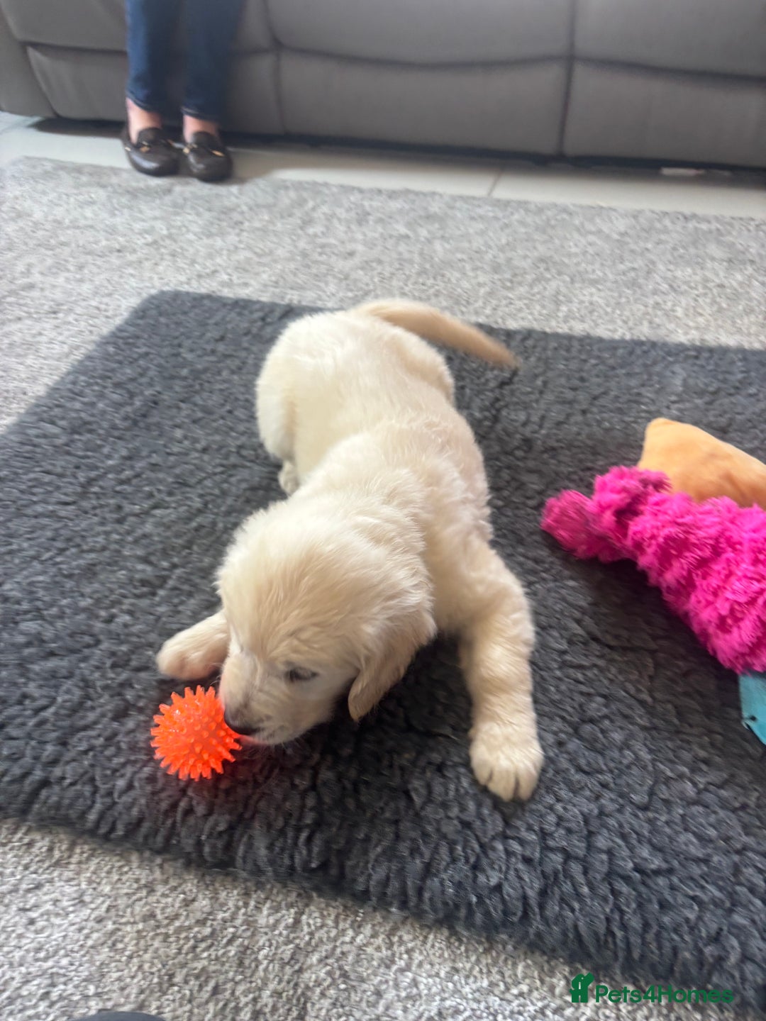 Golden Retriever dogs for sale: Beautiful Golden Retriever puppies - Image 16