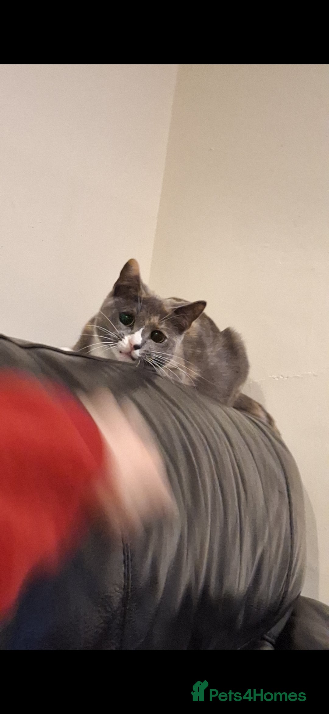 Mixed Breed cats Mix breed kittens, 1/4 ragdoll  - Advert 1