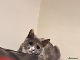 Mixed Breed cats Mix breed kittens, 1/4 ragdoll - Advert 1