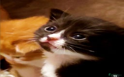 Mixed Breed cats for sale: Gorgeous fluffy kittens well socialised - Image 2