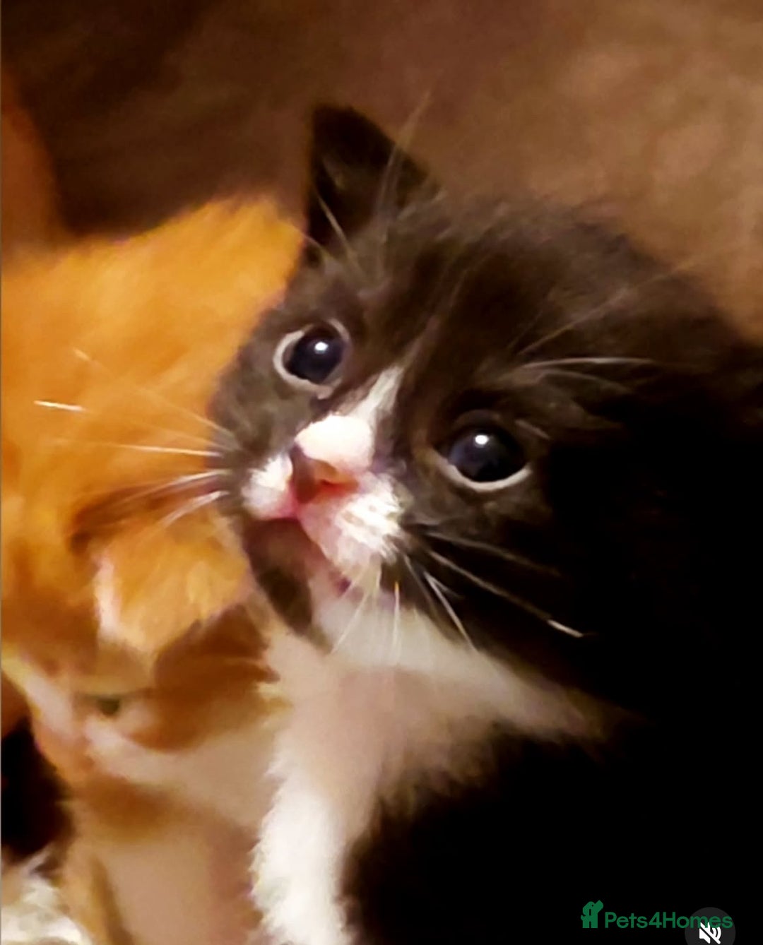 Mixed Breed cats for sale: Gorgeous fluffy kittens well socialised - Image 2