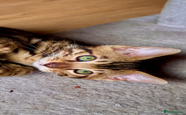 Bengal cats - Advert 10