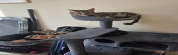 Mixed Breed cats for sale: Active, fun, healthy kittens  - Advert 20