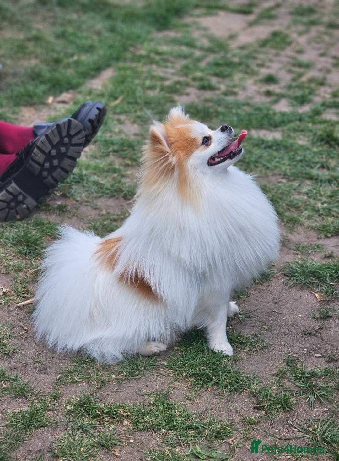 Pomeranian dogs for stud: Lover boy Romeo  - Advert 4