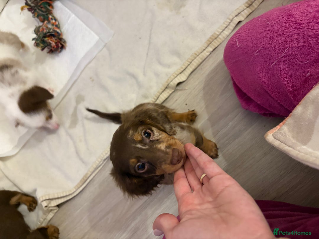 Miniature Dachshund dogs for sale: Beautiful Miniatire Dachshunds  - Advert 7