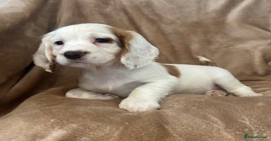 Cocker Spaniel dogs - Advert 2