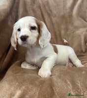 Cocker Spaniel dogs - Advert 13