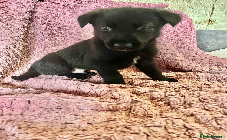 German Shepherd dogs - Advert 3