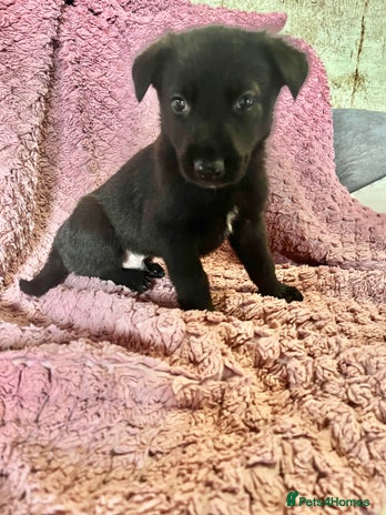 German Shepherd dogs - Advert 3