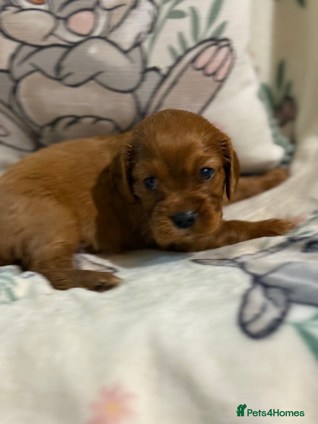Cavalier King Charles Spaniel dogs for sale: Stunning DNA clear cavalier pups ready 2026 - Advert 9