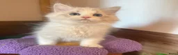 Ragdoll cats for sale: EU Sweet face Ragdoll TICA  - Advert 3