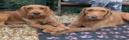 Labradoodle dogs for sale: F1 fox Red Labradoodle  - Advert 13
