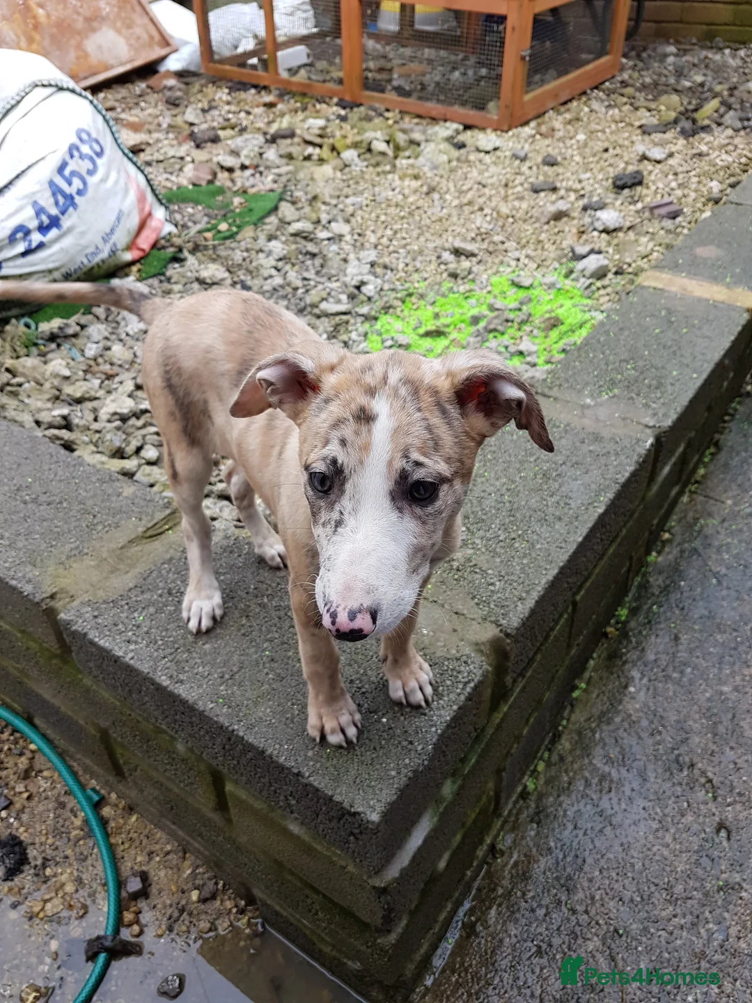Mixed Breed dogs for sale: 2x female Whippet X Collie - Advert 13