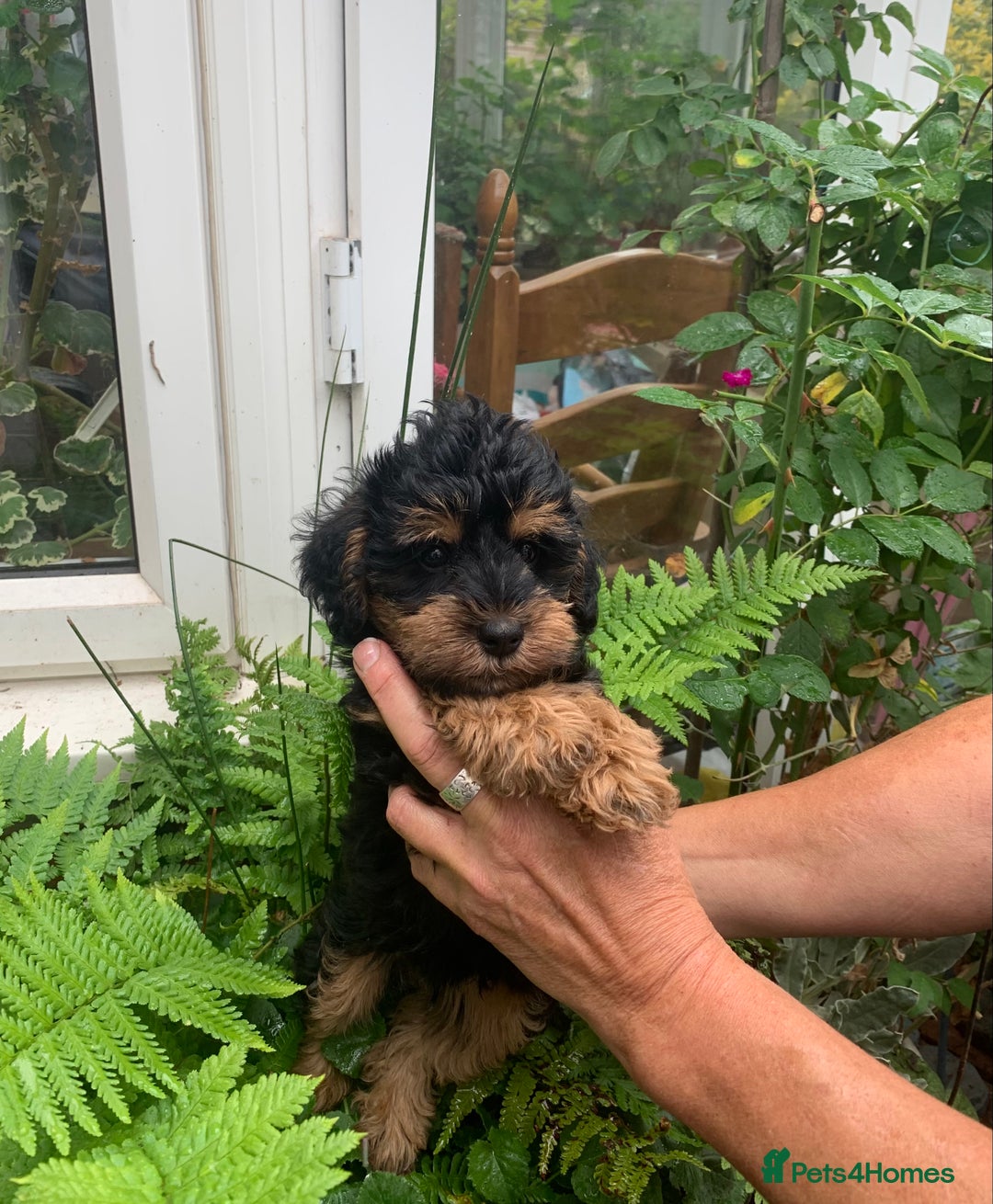 Schnoodle dogs for sale: BEAUTIFUL SCHNOODLE PUPPIES 🐶❤️ - Image 6