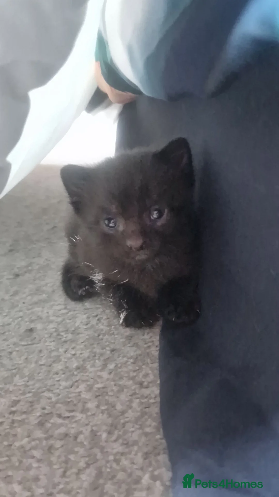 Domestic Shorthair cats for sale: 2 boy kittens  - Advert 3