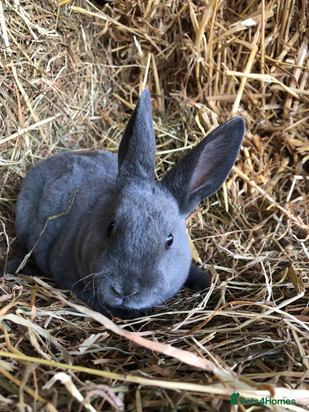 Rex rabbits for sale: Beautiful Pure Breed Velvet Mini Rex babies 🐰  - Advert 26