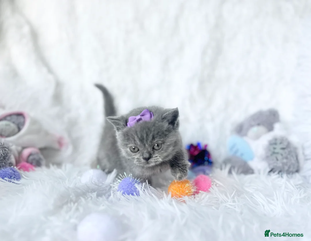 British Shorthair cats for sale: ⭐️ British Shorthair & Longhaired Kittens⭐️  - Advert 37