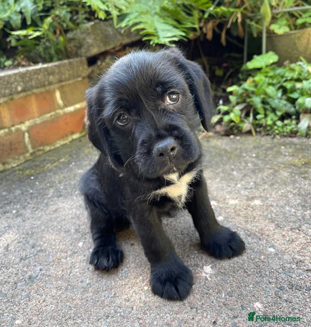 Mixed Breed dogs for sale: ❤️Beautiful Border Terrier cross puppies for sale. - Image 15