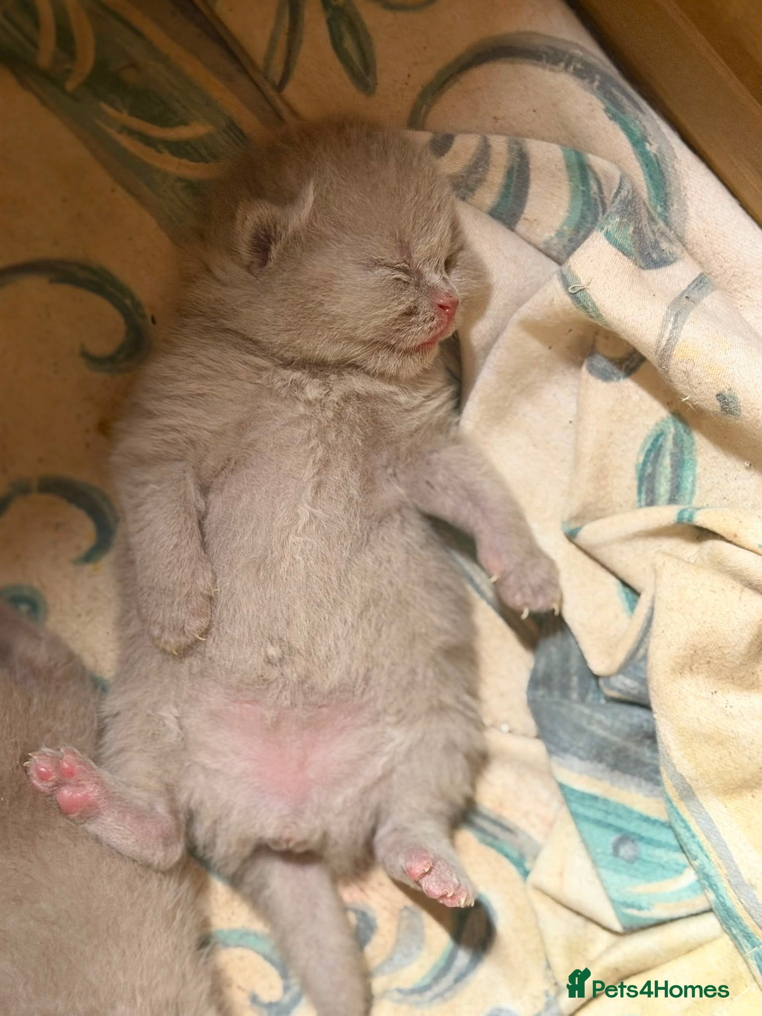 Brazilian Shorthair cats Gorgeous GCCF championship line BSH kittens - Advert 1