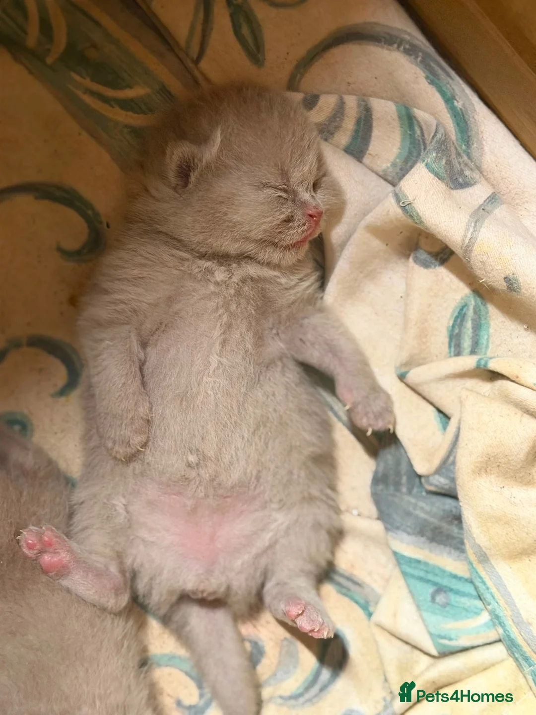 Brazilian Shorthair cats for sale: Gorgeous GCCF championship line BSH kittens - Advert 1