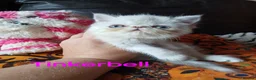 Exotic cats for sale: PEDIGREE GCCF PERSIAN EXOTIC BABIES - Advert 18